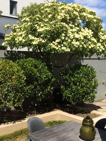 40 Thornycroft Street Bed & Breakfast