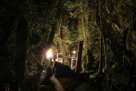 Rainforest Retreat