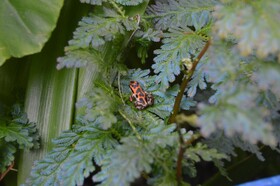 Beverly's Hill Guest House