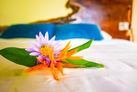 La Loma Jungle Lodge & Chocolate Farm