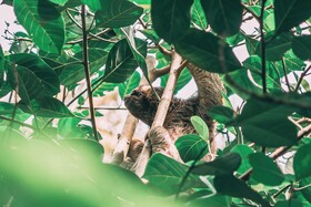 La Loma Jungle Lodge & Chocolate Farm