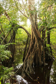 Amazonas Sinchicuy Lodge