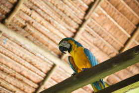 Amazonas Sinchicuy Lodge