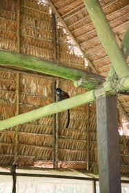 Amazonas Sinchicuy Lodge
