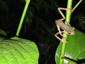 Hacienda Herrera Tambopata