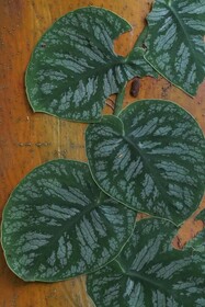 Hacienda Herrera Tambopata