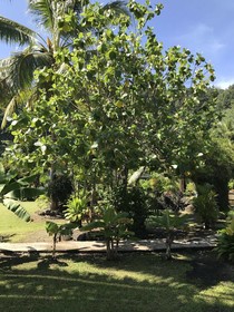 Punatea Village