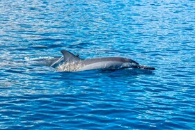 EDEN Private Island TAHA'A