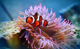 EDEN Private Island TAHA'A