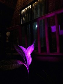 Premiere Haven Hostel Siargao