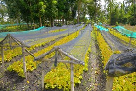 Nature's Village Resort