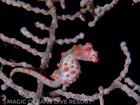 Magic Oceans Dive Resort