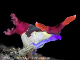 Magic Oceans Dive Resort