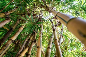 Bamboo Bungalows