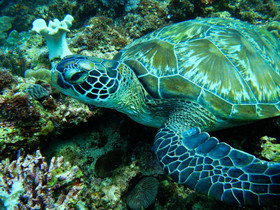 DiveGurus Boracay Beach Resort
