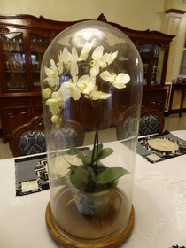 The Executive Villa Inn & Suites