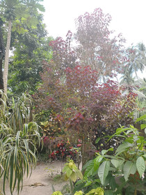Karmylla's Place El Nido