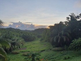 Mango Tree Siargao