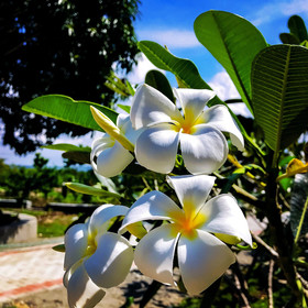 La Plumerias