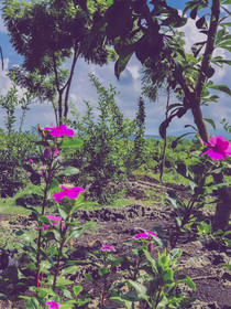 La Plumerias