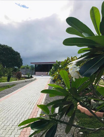La Plumerias