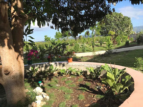 La Plumerias