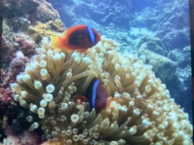 Moalboal Casablanca Inn