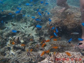 Moalboal Tropics