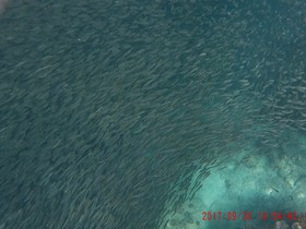 Moalboal Tropics