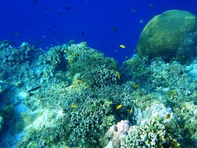 Panglao Kalikasan Dive Resort