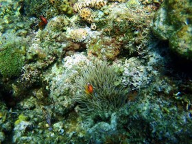 Panglao Kalikasan Dive Resort