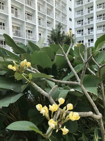 Shore Residences
