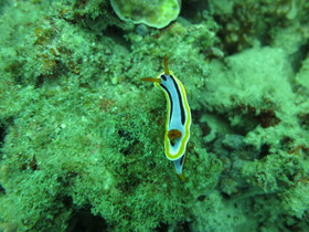 Badladz Beach and Dive Resort