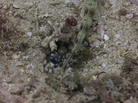Badladz Beach and Dive Resort