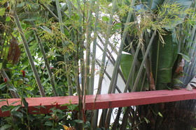 Deep Forest Garden Hotel