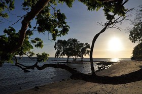 Jungle Beach Resort