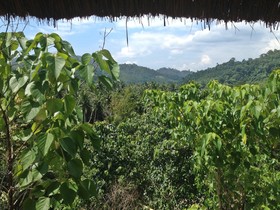 Love and Peace Deep Jungle and River Resort