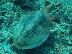 Gustav's Place Beach & Diving Resort