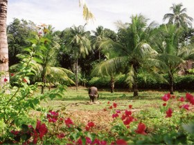 Pulchra Resort Cebu
