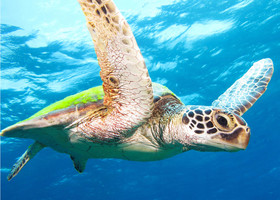 Acqua Dive