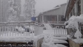Blue Pine Retreat
