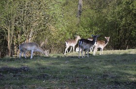 Rezydencja nad jeziorem Pestkownica