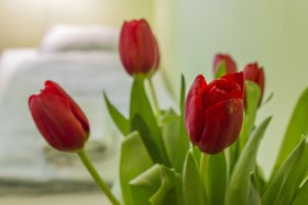 Flower Hostel