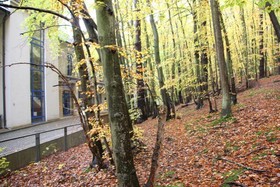 Stadion Lesny