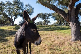 Herdade Das Onzenas De Cima