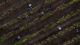 L'and Vineyards