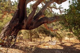 Herdade da Maceira
