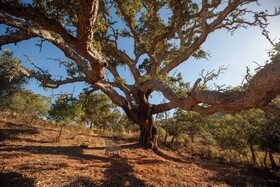Herdade da Maceira
