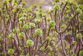 Octant Hotels Santiago