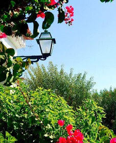 Balaia Sol